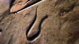 King cobra sprays deadly venom in snake catcher's eyes