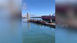 Dozens of sea lions gather on dock at pier in Washington