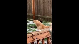 Meet Charles, the howling golden retriever who thinks he is a fire truck