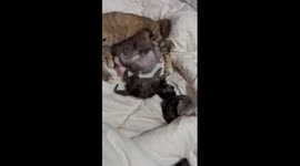 Sibling rivalry: a playful fight for milk among newborn kittens