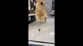 Watch this dog's hilarious reaction to a live lobster - curious yet scared!