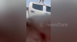 Monkey vandal rips off rubber trim from pick-up truck