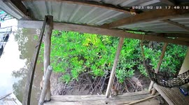 Curious monkeys plays peek-a-boo on CCTV camera