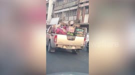 Monkey bandits steal fruits from pick-up truck