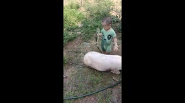 The beautiful friendship between a 4-year-old boy and a 2-year-old pig