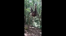 Orangutans Playing Around In The Jungle Of Borneo