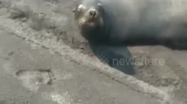 A sea lion or Zalophus Califormianus, arrived on the beaches of Champerico Guatemala, and was rescued by volunteer firefighters (That is the name of the fire department in Guatemala) and members of CONAP, the National Council of Protected Areas,