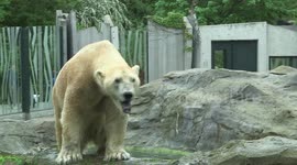 Polar bear sent to another zoo as cub returns to birthplace in Austria after 15 Years