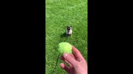 Excited Pug displays full confidence while running in the absolute wrong direction