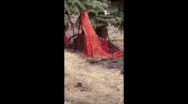 Cute baby fox stuck in a net is rescued by a kind man *Heartfelt Animal Rescue*