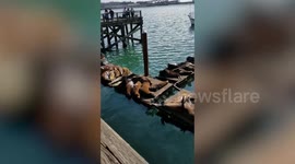 Dozens of sea lions bark while sunbathing at dock in Oregon