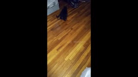 Cat having fun in the house