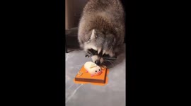 Raccoon owner's birthday bash: a special cake for  pet in Jiangsu Province, China