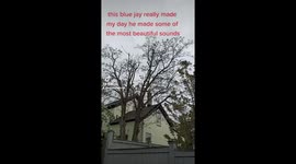 Video of blue jay singing in the trees