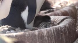 A rare penguin chick hatched at Edinburgh Zoo