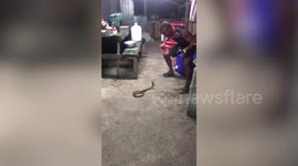 Fearless resident catches aggressive king cobra using bare hands