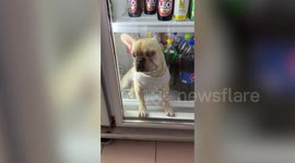 Pet French bulldog retreats inside fridge as heatwaves hit Thailand