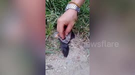 Injured bat being attacked by ants rescued in Thailand