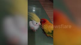Pet parrot hilariously copies toy bird bobbing head up and down