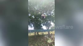 Passing motorcycle rider stops to help free bird stuck in chicken wire fence