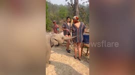Playful baby elephant pulls woman’s dress at animal camp