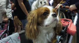 Raccoons, axolotls, and pythons among animals at Thailand's largest pet festival