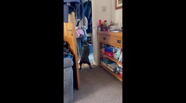 Lovely Frenchie has a pup-tastic reaction to seeing his 8-week-old daughter