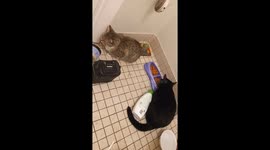 Cats relaxing enjoying eating their food