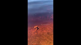 Frogs literally leap frogging while swimming in the water in a lake in Sweden near Stockholm in the Spring with blue skies.