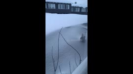Funny reaction to arctic hare / rabbit running underneath winter cabin in the north of Sweden in winter