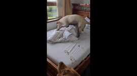 Dirty doggo treats fresh, clean bed as her playground