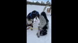 Sled dog getting a pat and pet on the head after pulling a sledge in Swedish lapland
