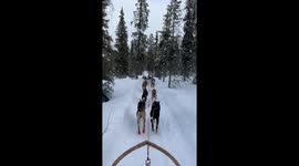Alaskan huskies in Swedish Lapland pulling a dog sled through the snow in Kiruna in the north of Sweden