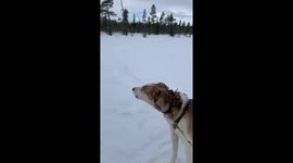 Alaskan husky dogs in Swedish Lapland howling as a pack hoping to go sledging again because they love it