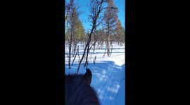 Incredible moment spotting a wild moose while horseback riding in Swedish Lapland in the north of Sweden in the arctic circle