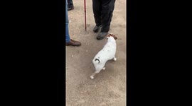 Excited Jack Russell dog comes to say hello while hiking near Ben Nevis in Scotland