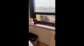 Red-tailed hawk spooking office worker by screeching through window racks up 17m views on TikTok