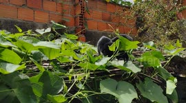 Meu gatinho dando um passeio no pé de xuxu da minha mão ele bem engraçado