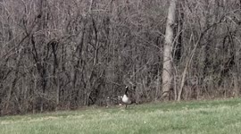 Kitty has big dreams but little nerve