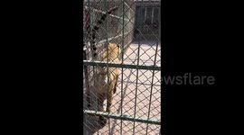 Tiger sprays tourist with urine during filming at Chinese wildlife park