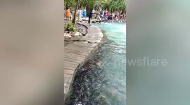 Tourists flee in terror as huge snake slithers into swimming pool