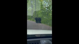 Bear Family In The Mountains