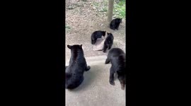 Bear Cubs Steal Outdoor Rug