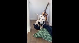 Derpy Dalmatian Gets Stick Stuck