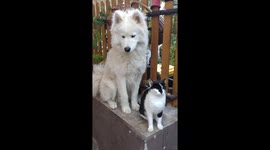 Dog Helps Cat Groom
