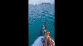 Dog Named Finn Speaks Dolphin