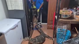 Rampaging monitor lizard caught in family restaurant in search of evening meal