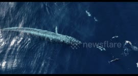 Amazing Aerial View of Whale Feeding