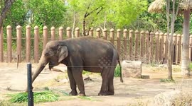 Thai zoo builds large shower station for elephants 'to prevent overheating'