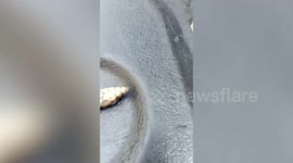 Newly-hatched lizard receives CPR after being bitten by cat